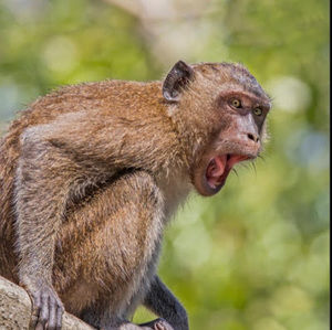 Meet your Posher, Bella